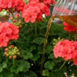 Podlej pelargonię tym prostym naparem — i będzie tonąć w kwiatach przez całe lato! Sąsiedzi będą pytać o sekret